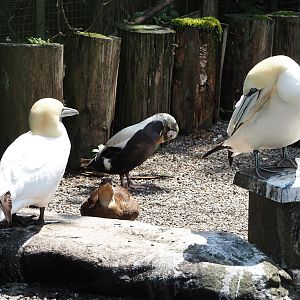 Northern gannets (Morus bassanus) and Spectacled eider (Somateria fischeri), 2024-05-23