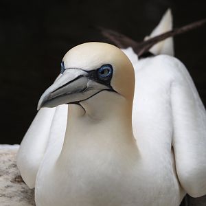 Northern gannet (Morus bassanus), 2024-05-21