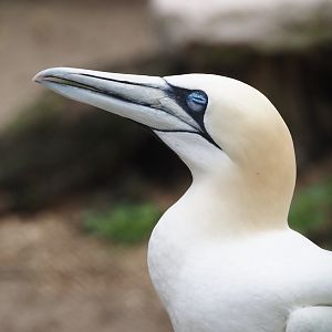 Northern gannet (Morus bassanus), 2024-05-21