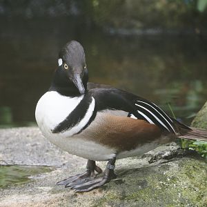 Hooded merganser (Lophodytes cucullatus), 2024-05-21