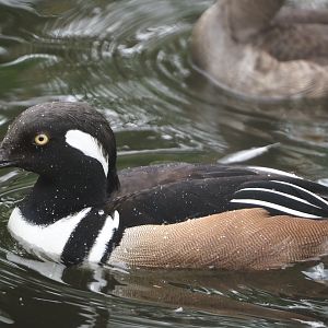 Hooded merganser (Lophodytes cucullatus), 2024-05-21