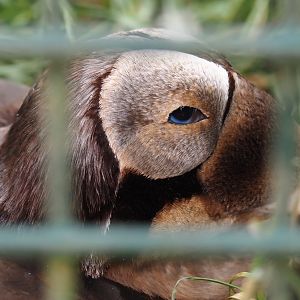 Spectacled eider (Somateria fischeri), 2024-05-21