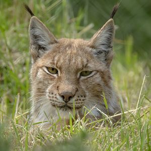 Northern lynx : Whipsnade Zoo : 16 Jun 2024