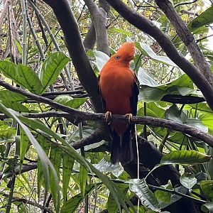 Andean Cock-of-the-Rock