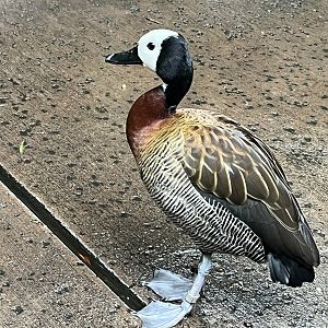 White-faced Whistling Duck