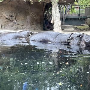 Pygmy Hippos