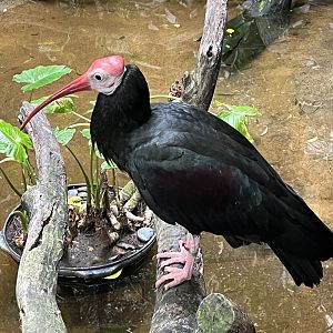 Southern Bald Ibis