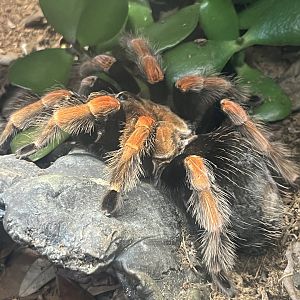 Mexican Fireleg Tarantula