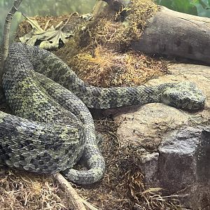 Mang Mountain Pit Viper