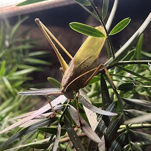 Malaysian Bush Cricket