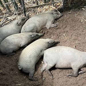 Babirusas Sleeping