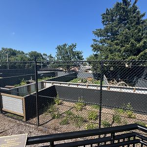 New Tasmanian Devil Holding