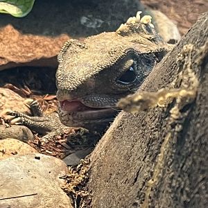 Tuatara