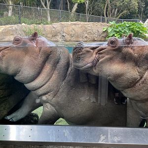Nile Hippos