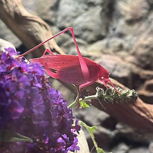 Oblong-winged Katydid