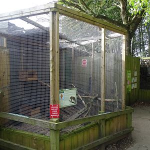 Rusty Spotted Cat exhibit, 16th October 2023