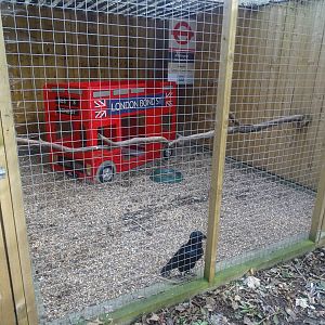 Raven aviary, 16th October 2023