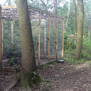 Jaguarundi accommodation visible behind parrot aviaries, 16th October 2023