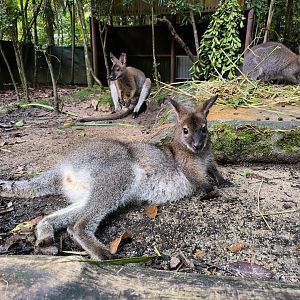 Bennett's Wallabies