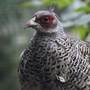 Cheer Pheasant (Catreus wallichii) male