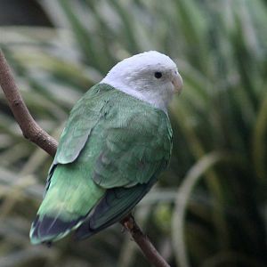 Grey-Headed Lovebird (Agapornis canus) male
