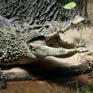 Cuban Crocodile (Crocodylus rhombifer)