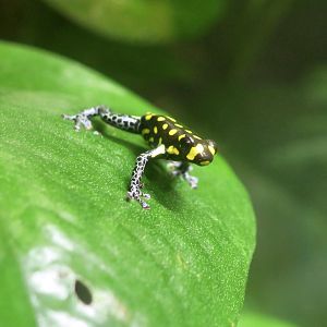 Brazilian Poison Frog (Ranitomeya vanzolinii)