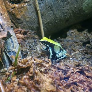 Green Mantella (Mantella viridis)