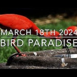 March 18th Part 4 | Bird Paradise | Captive Species and Wildlife [Video Taken March 18th 2024) - YouTube