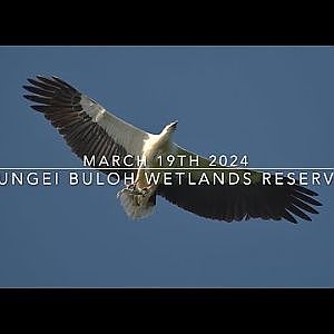 Sungei Buloh Wetlands Reserve | Birding and Wildlife Watching [Video taken March 19th 2024] - YouTube