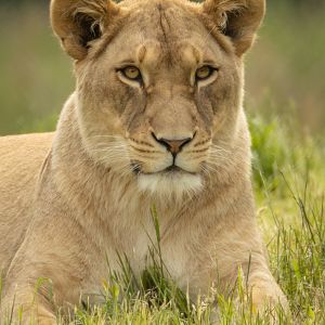 Lion : Whipsnade Zoo : 16 Jun 2024