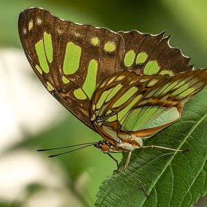 Malachite : Whipsnade Zoo : 14 Jul 2024