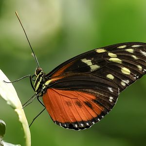 Tiger longwing : Whipsnade Zoo : 14 Jul 2024
