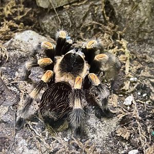 Mexican Red-Kneed Tarantula
