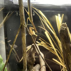 Chinese Praying Mantis