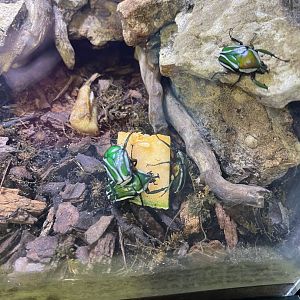 Flamboyant Flower Beetle