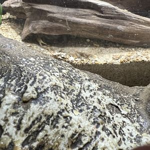 Desert Hairy Scorpion