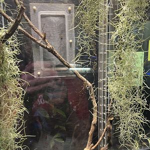 Golden Silk Spider Exhibit