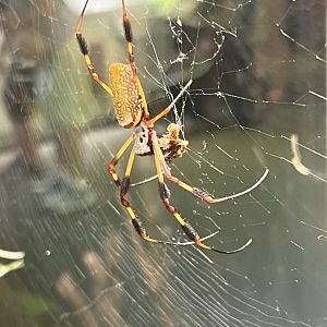 Golden Silk Spider Devouring its Prey