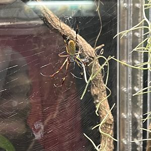 Golden Silk Spider