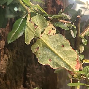 Giant Malaysian Leaf Insect