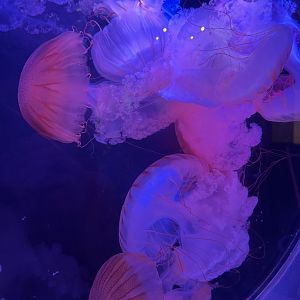 South American Sea Nettles