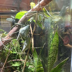 Giant Walking Sticks