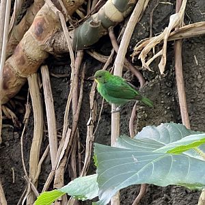 Green Honeycreeper