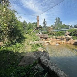 African Wild Dog Exhibit