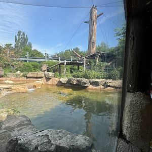 African Wild Dog Exhibit