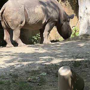 Black Rhinoceros