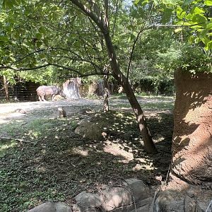 Black Rhinoceros/Sacred Ibis Exhibit