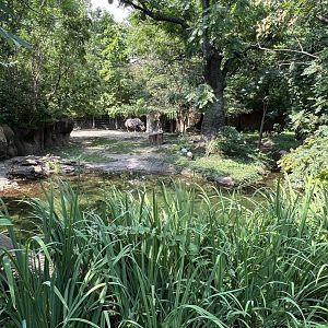 Black Rhinoceros/Sacred Ibis Exhibit