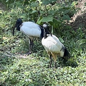 Sacred Ibis